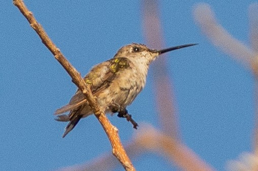 Cinnamon Hummingbird - ML642303947