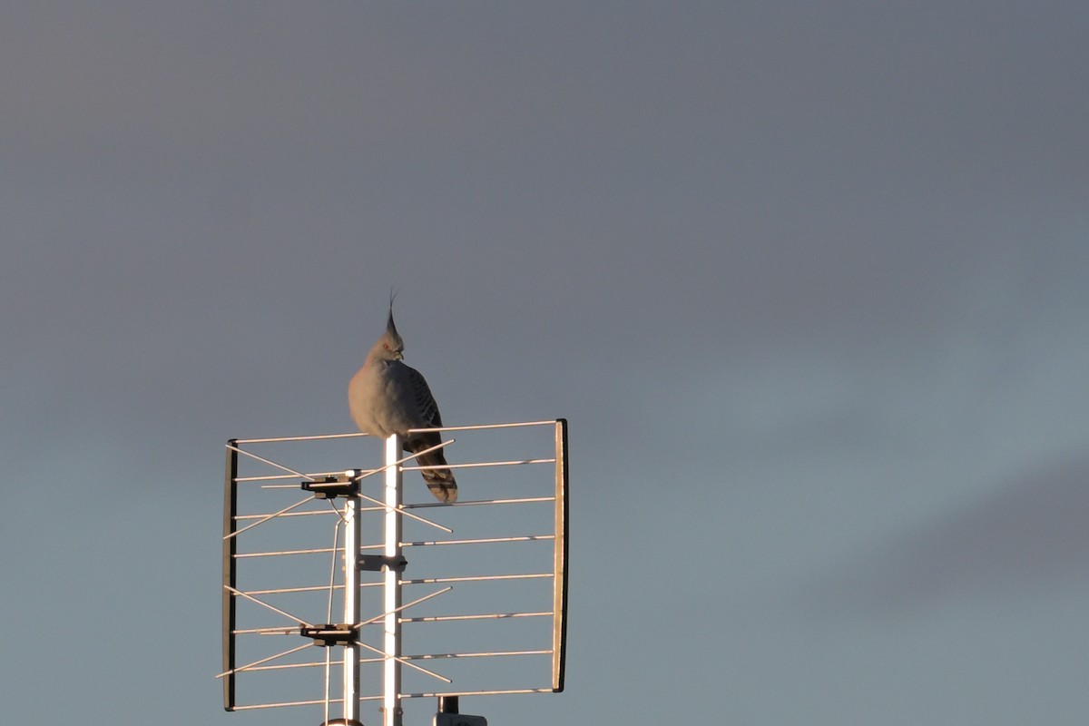 Crested Pigeon - ML642303948