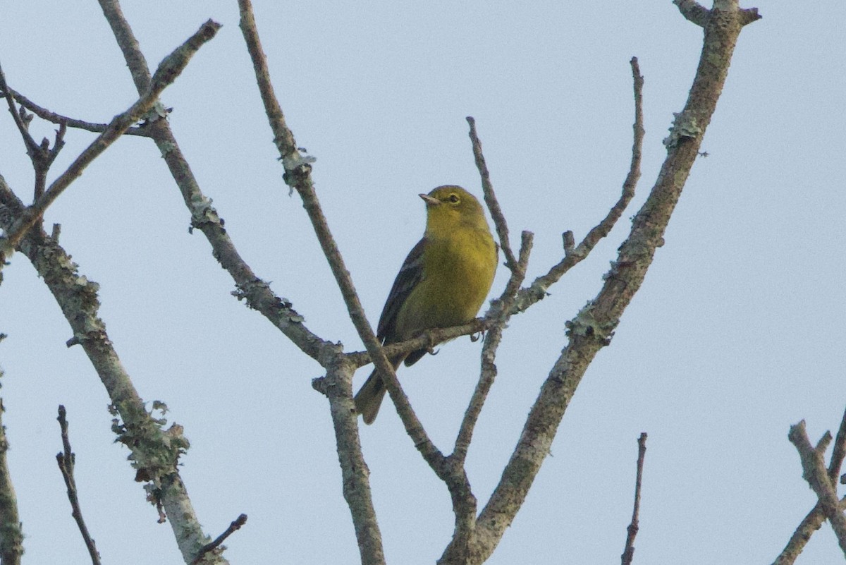 Pine Warbler - ML642303952