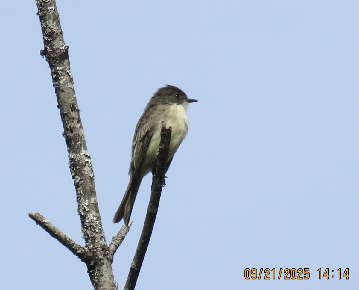 Eastern Phoebe - ML642303953