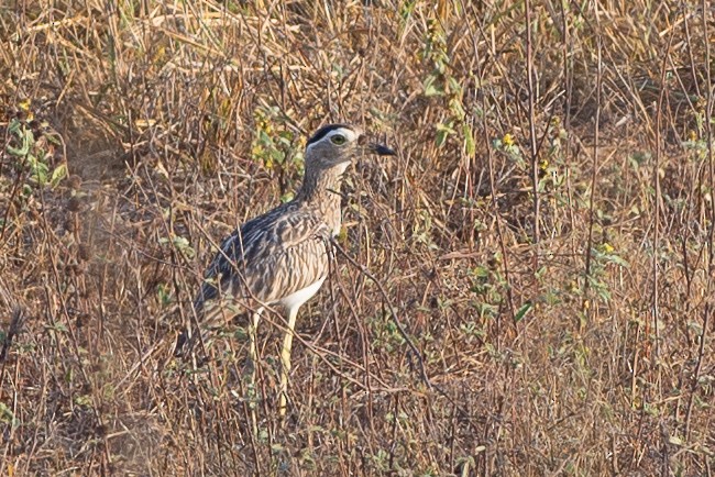 Double-striped Thick-knee - ML642303956
