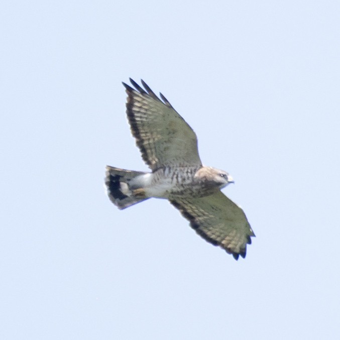 Broad-winged Hawk - ML642303959