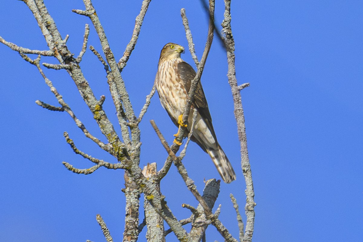 Sharp-shinned Hawk - ML642303962