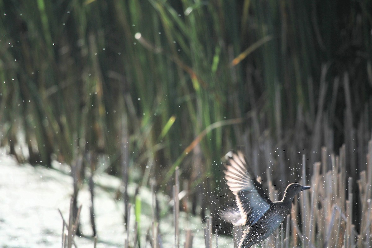 Blue-winged Teal - ML642303965