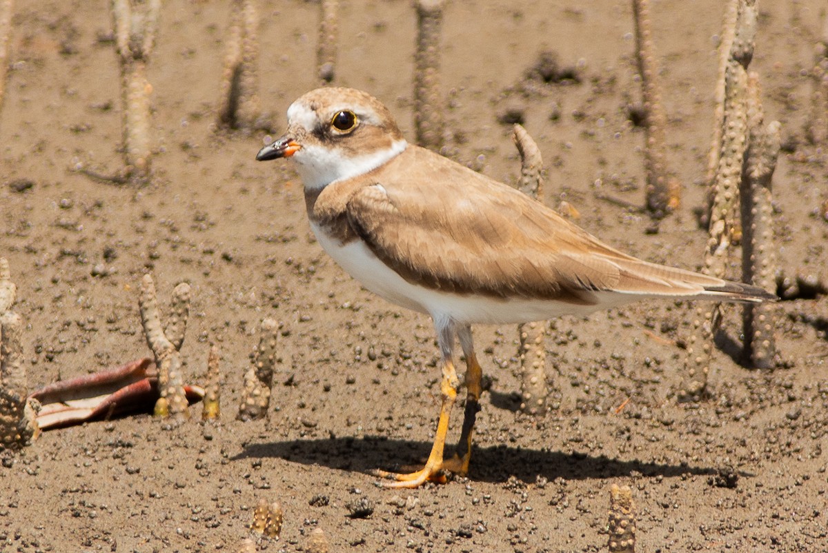 Semipalmated Plover - ML642303966