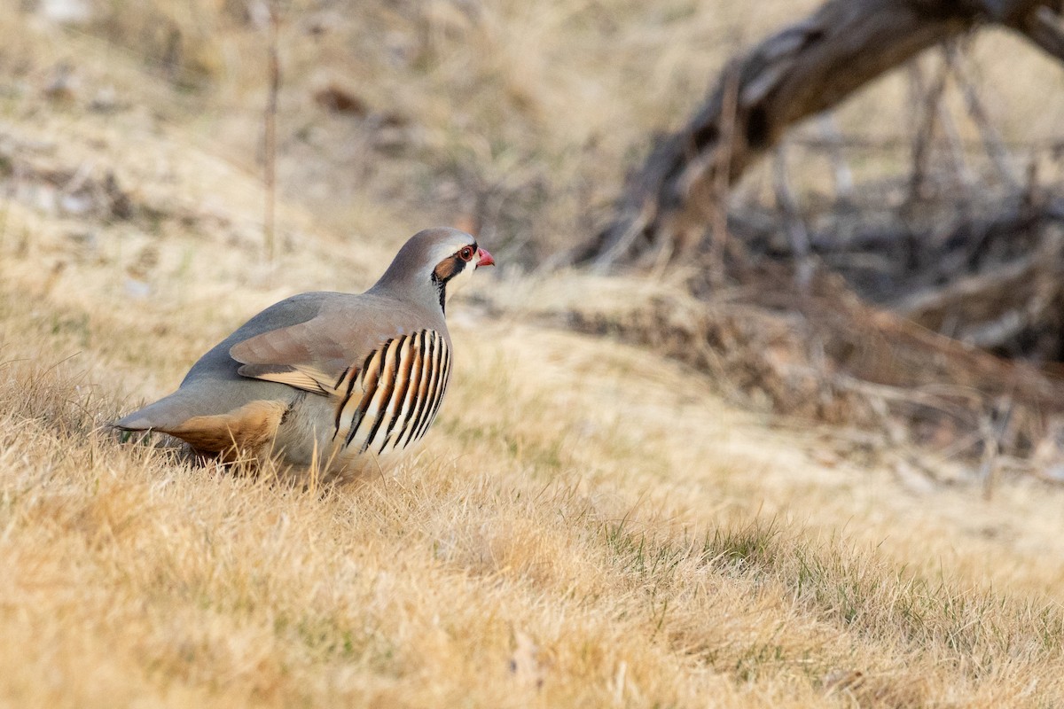 Chukar - ML642303969
