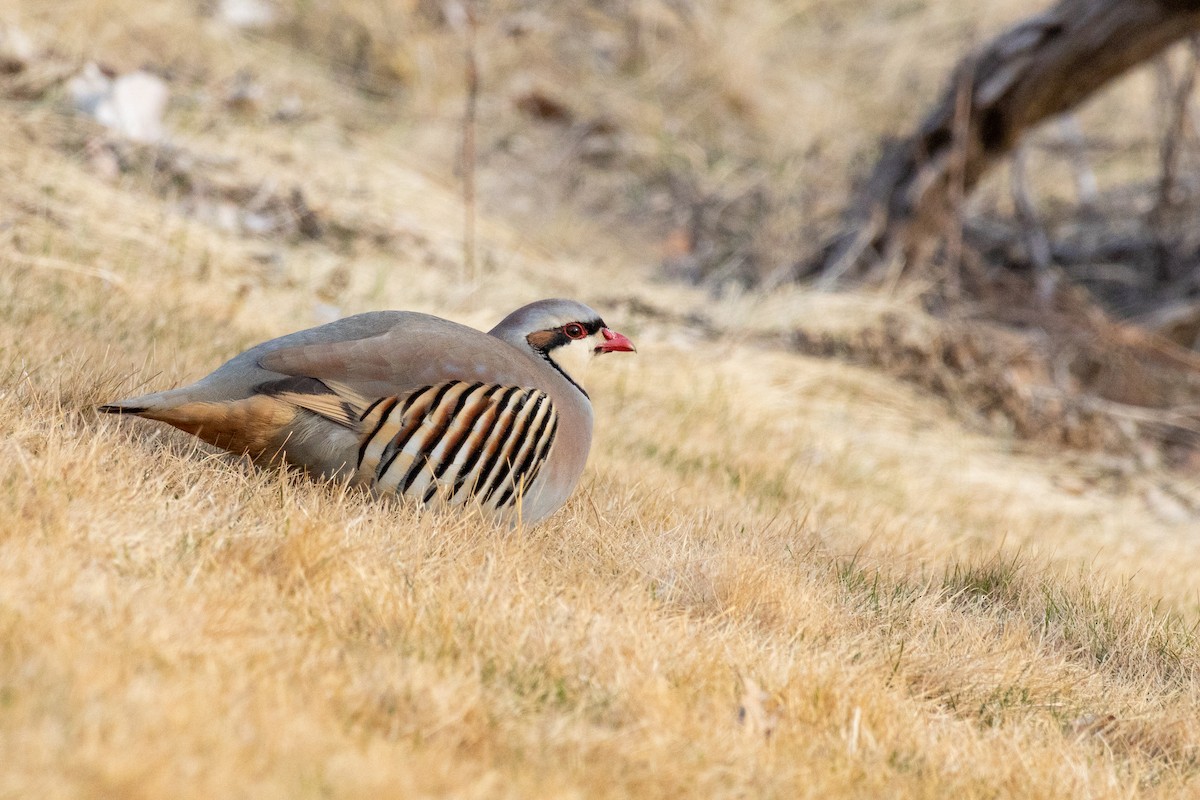 Chukar - ML642303970