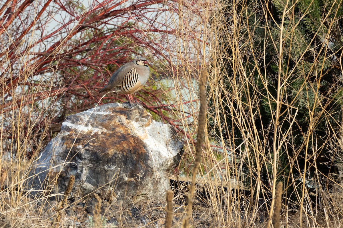 Chukar - ML642303971