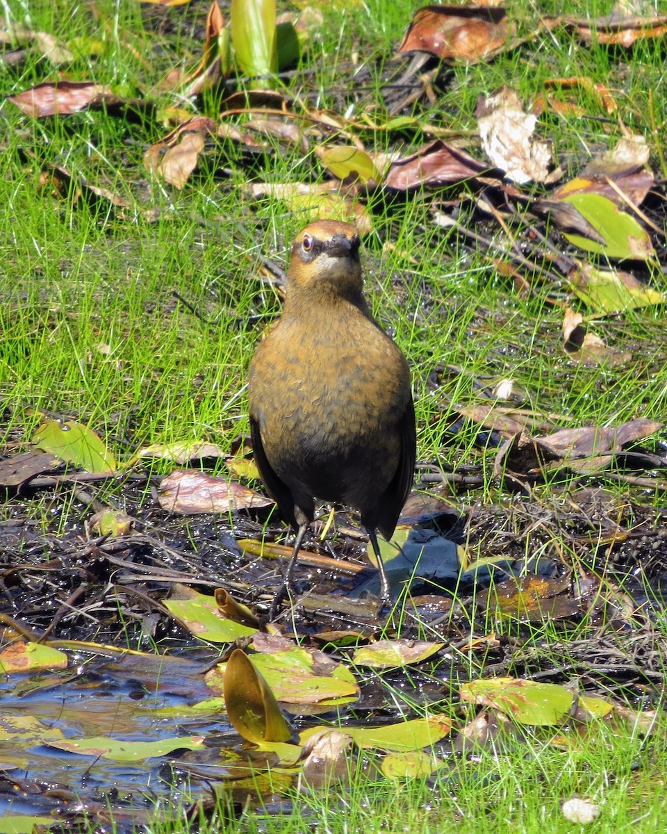 Rusty Blackbird - ML642303973