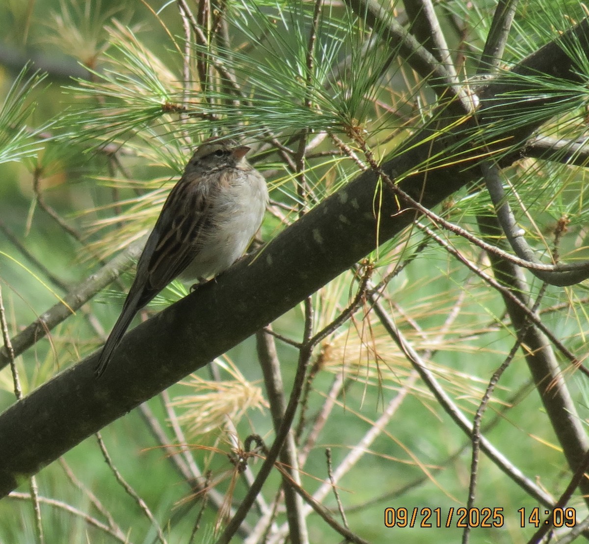 Chipping Sparrow - ML642303974