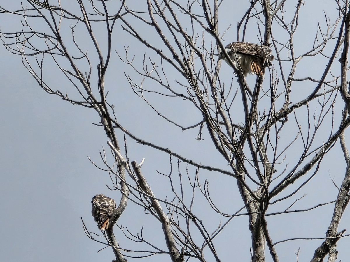 Red-tailed Hawk - ML642303975