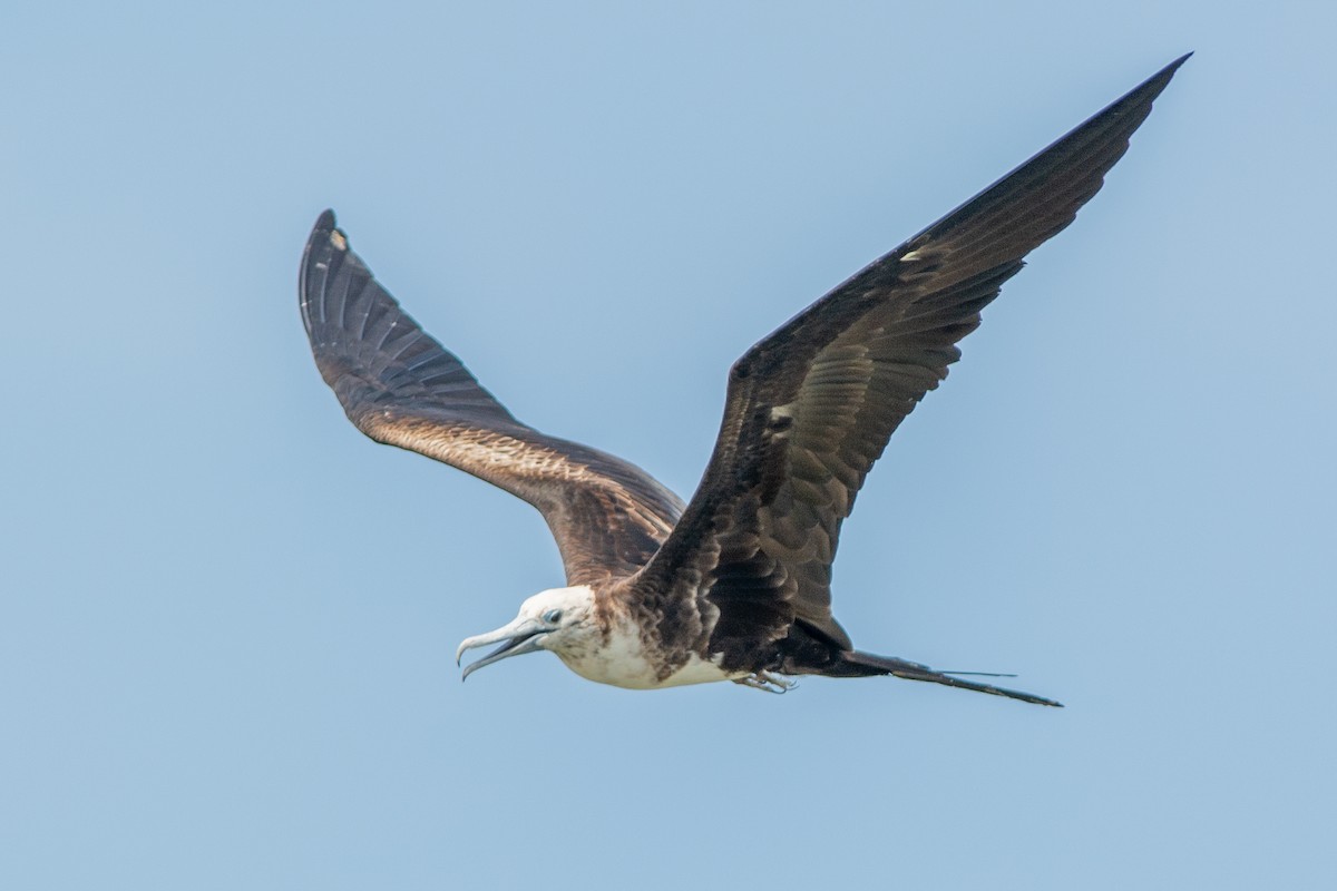 Magnificent Frigatebird - ML642303977