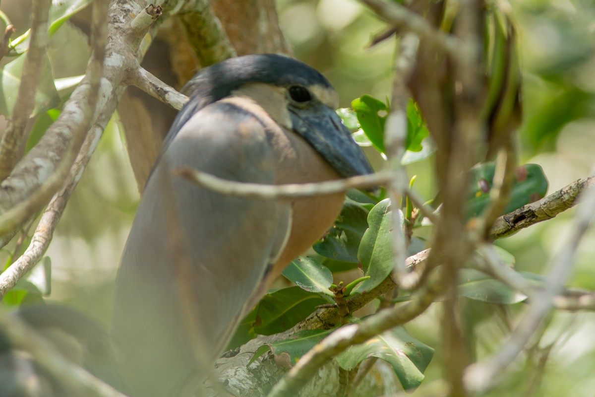 Boat-billed Heron - ML642303987