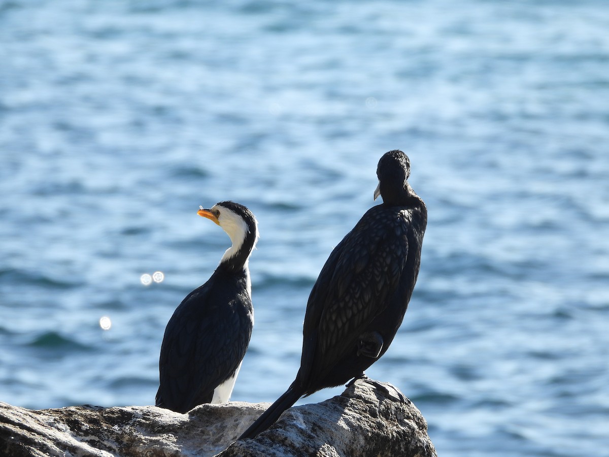 Little Pied Cormorant - ML642303996