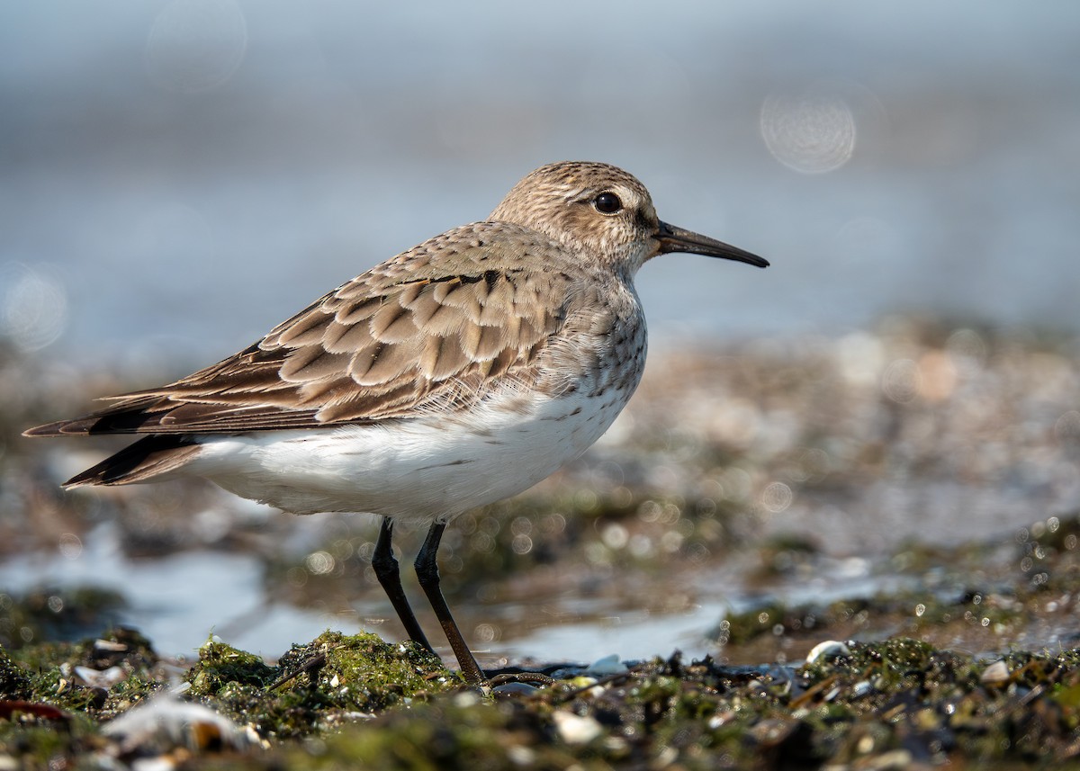 Weißbürzel-Strandläufer - ML642304015