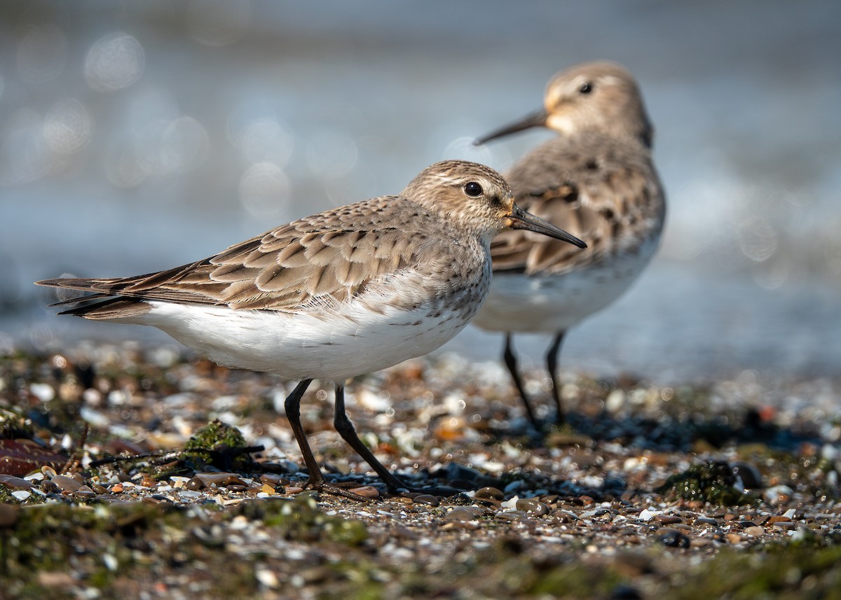 Weißbürzel-Strandläufer - ML642304021