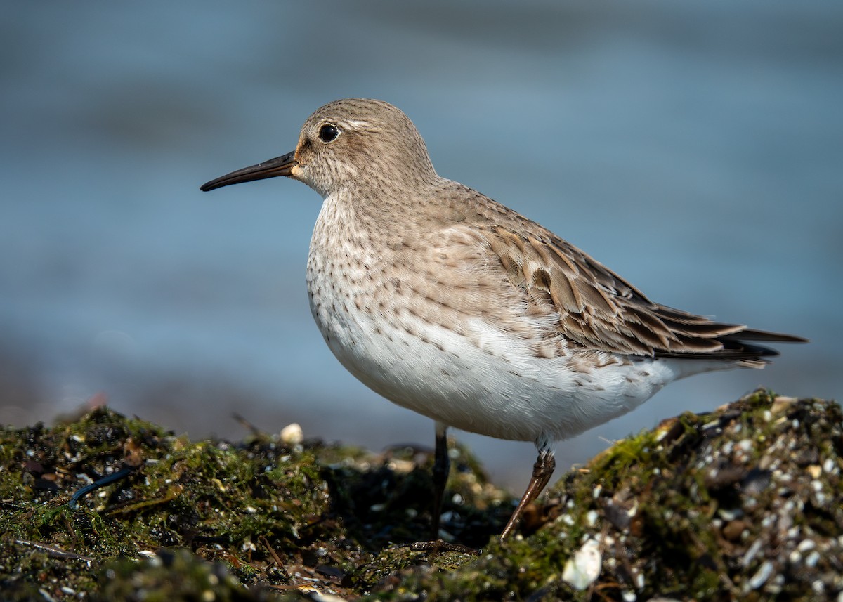 bonapartesnipe - ML642304024