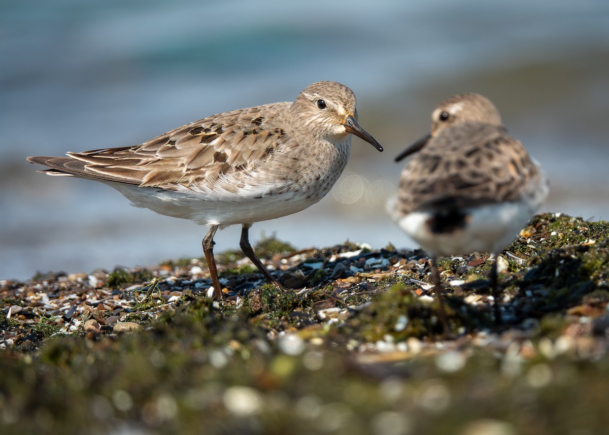 bonapartesnipe - ML642304026