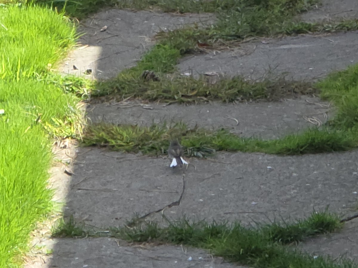 Junco Ojioscuro - ML642304032