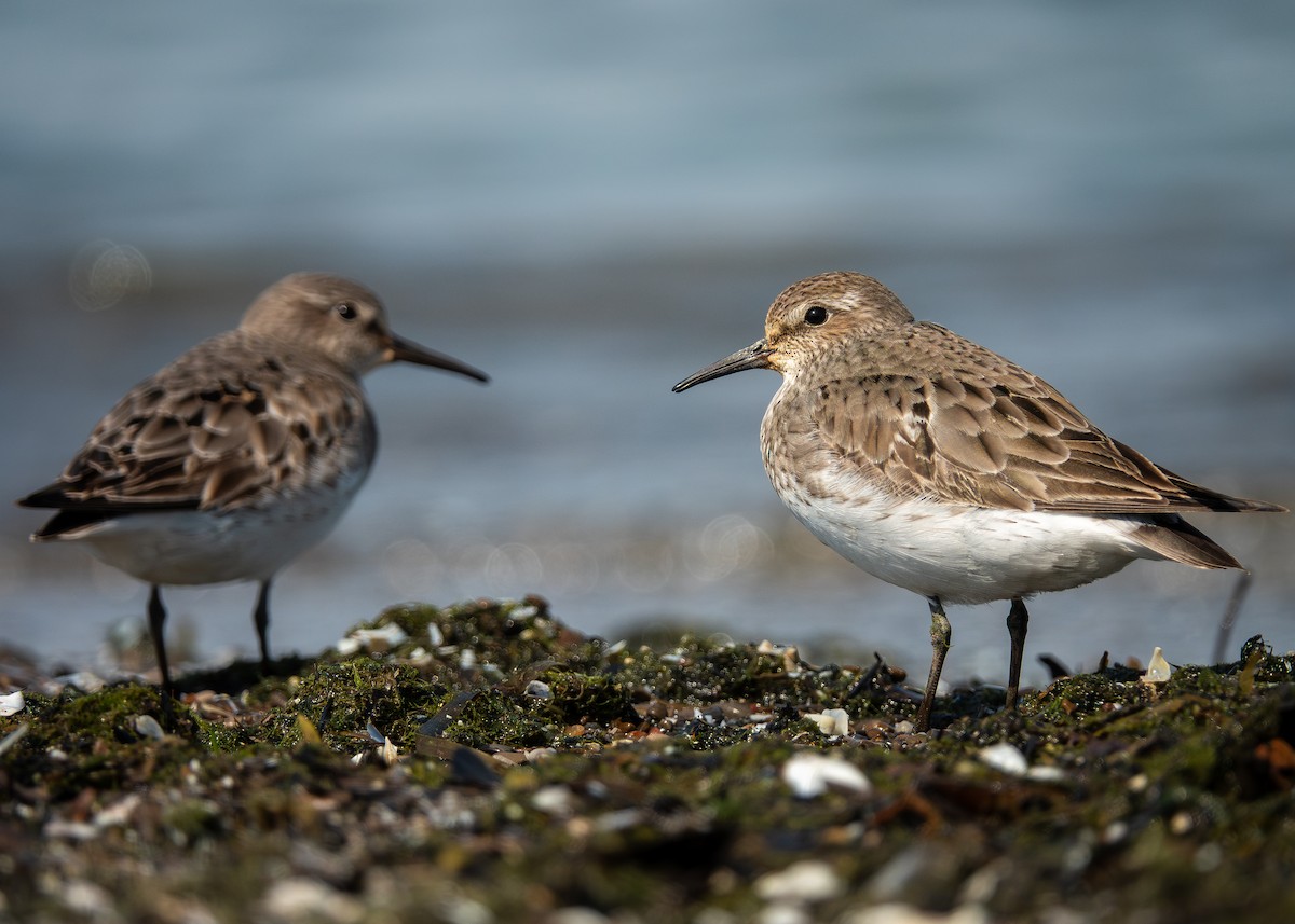 bonapartesnipe - ML642304046