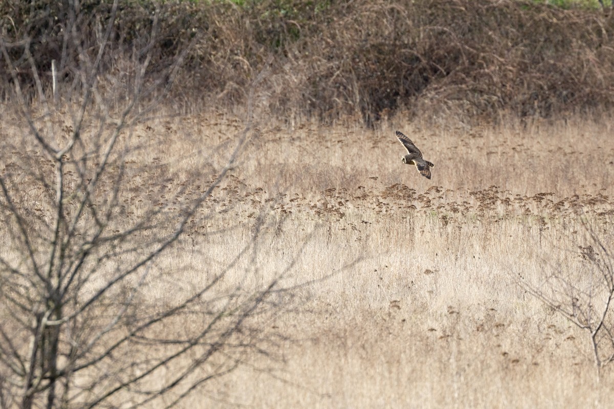 kalous pustovka - ML642304061