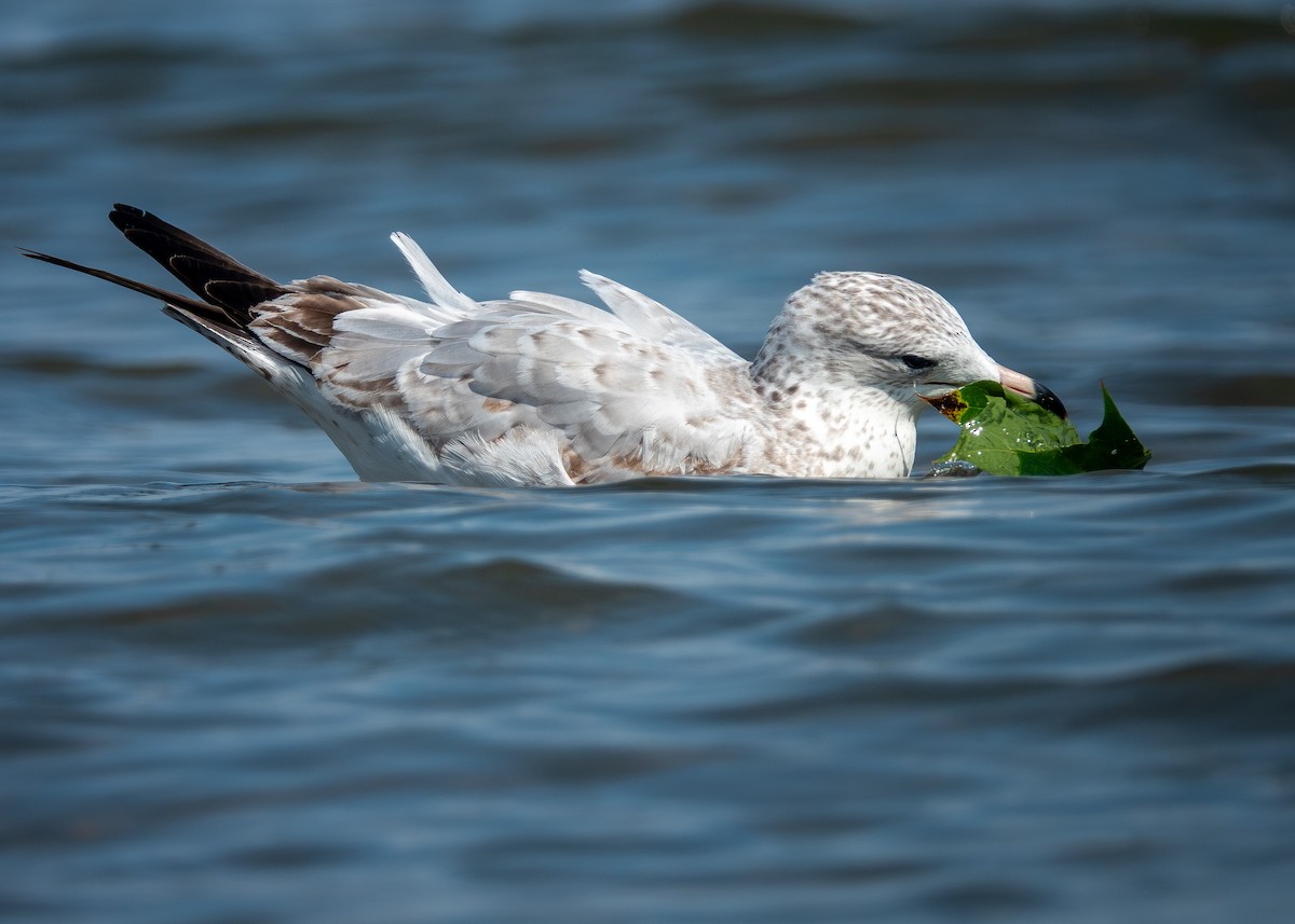 ringnebbmåke - ML642304063