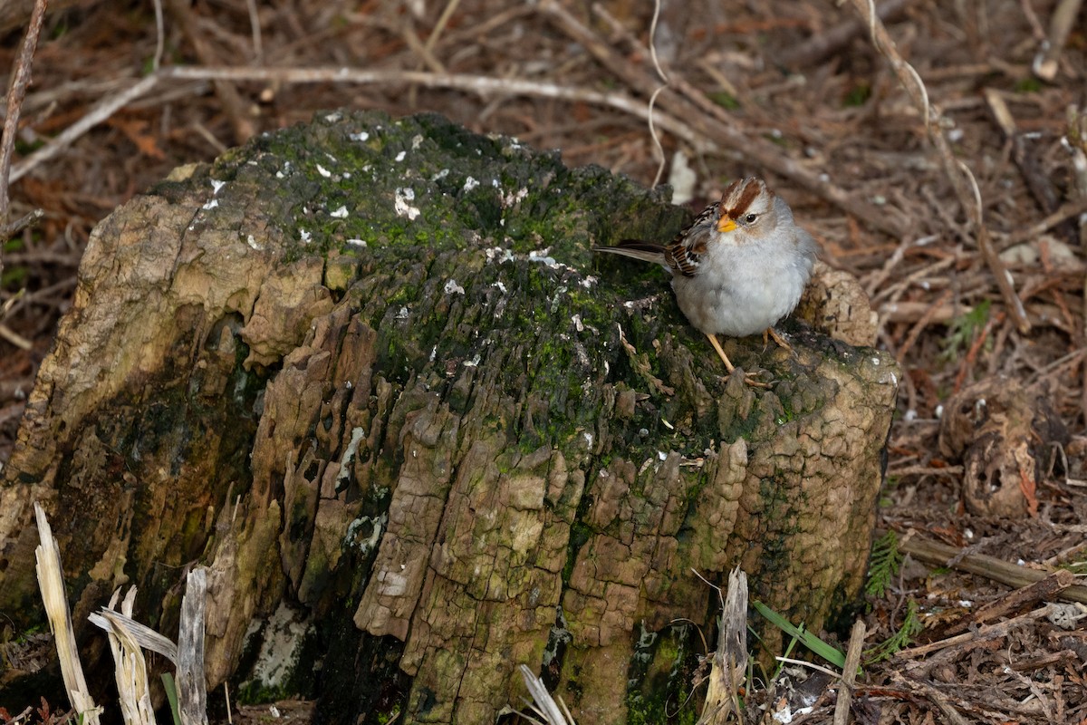 strnadec bělopásý - ML642304068