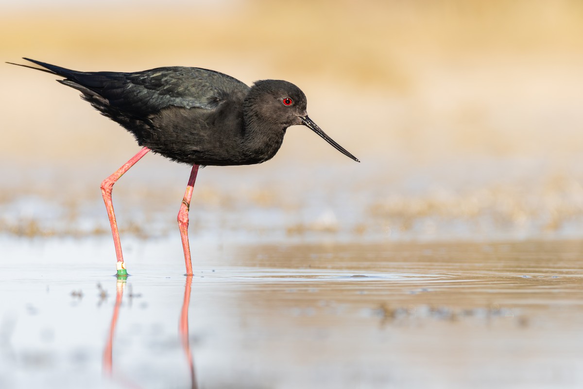 Black Stilt - ML642304085