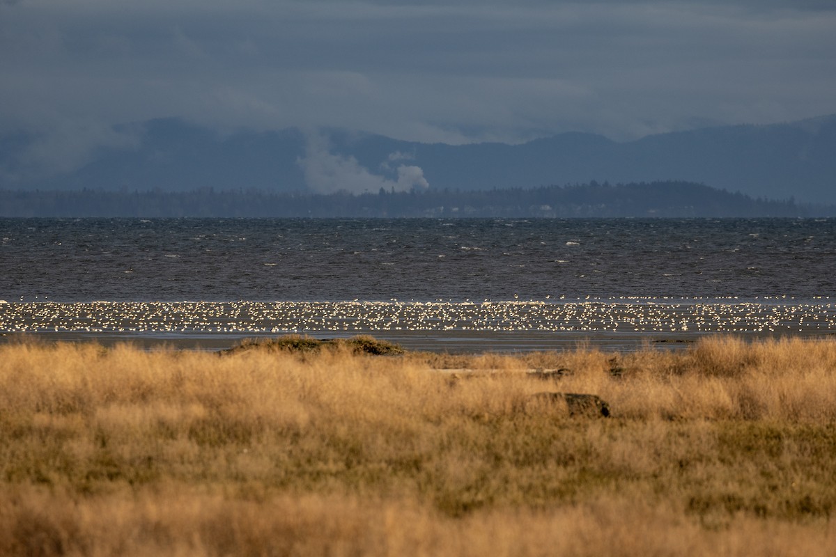 jespák obecný - ML642304092