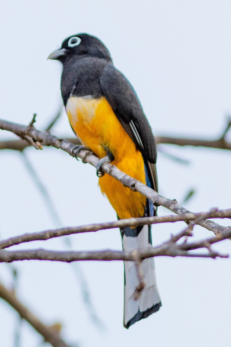 Black-headed Trogon - ML642304123