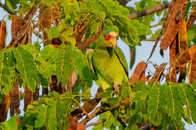 White-fronted Amazon - ML642304125