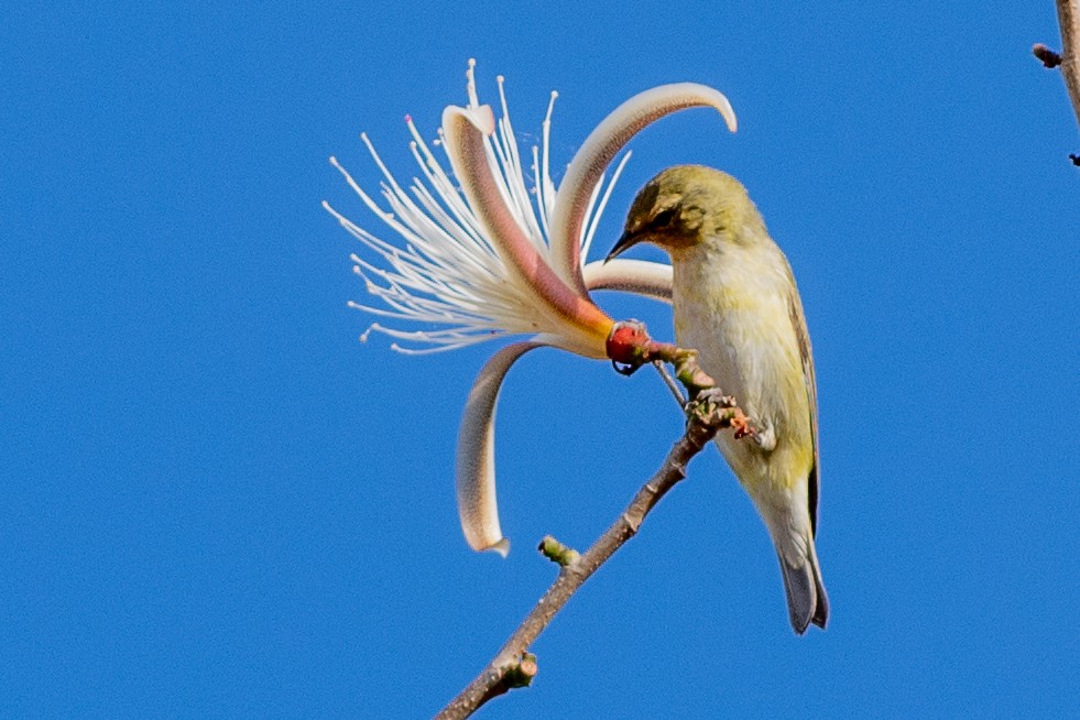 Tennessee Warbler - ML642304134