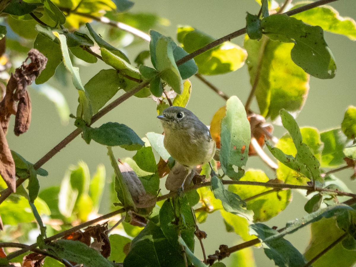 Huttonvireo - ML642304135