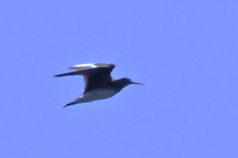 Einsiedelwasserläufer - ML642304148