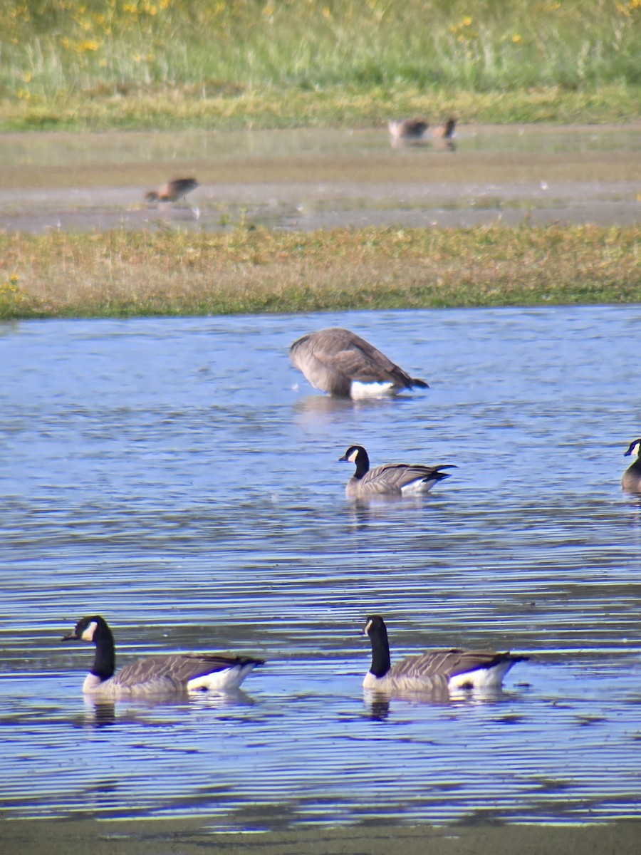 Cackling Goose - ML642304161