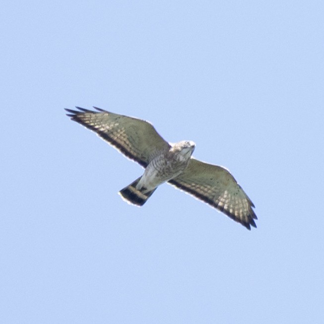 Breitflügelbussard - ML642304183