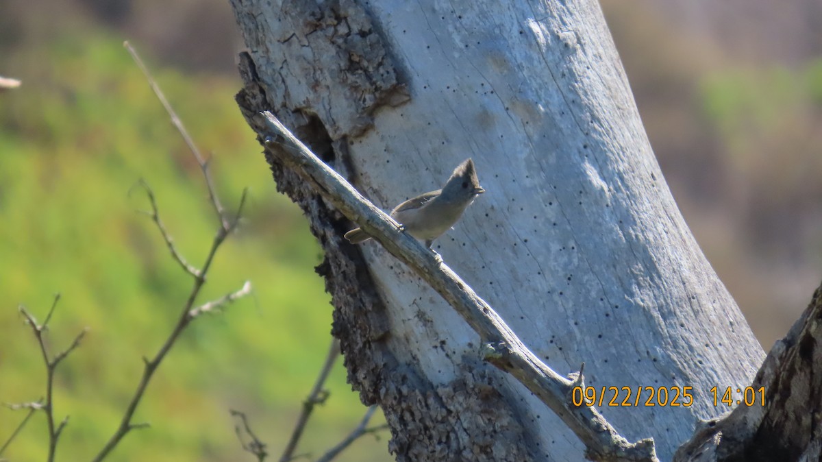 Oak Titmouse - ML642304189