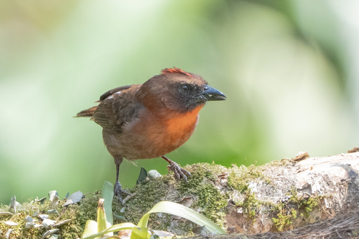 Red-throated Ant-Tanager - ML642304199