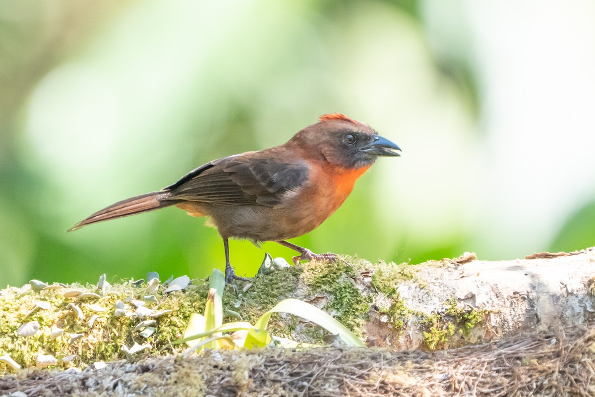 Red-throated Ant-Tanager - ML642304200