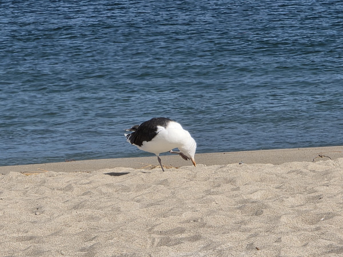 Great Black-backed Gull - ML642304203