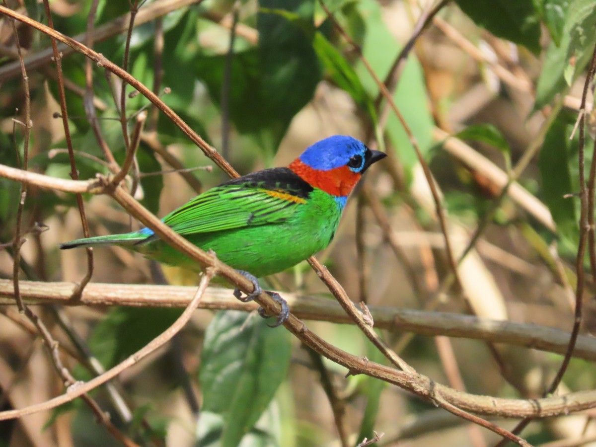 Red-necked Tanager - ML642304209
