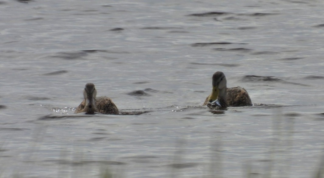 Mallard x Mottled Duck (hybrid) - ML642304215