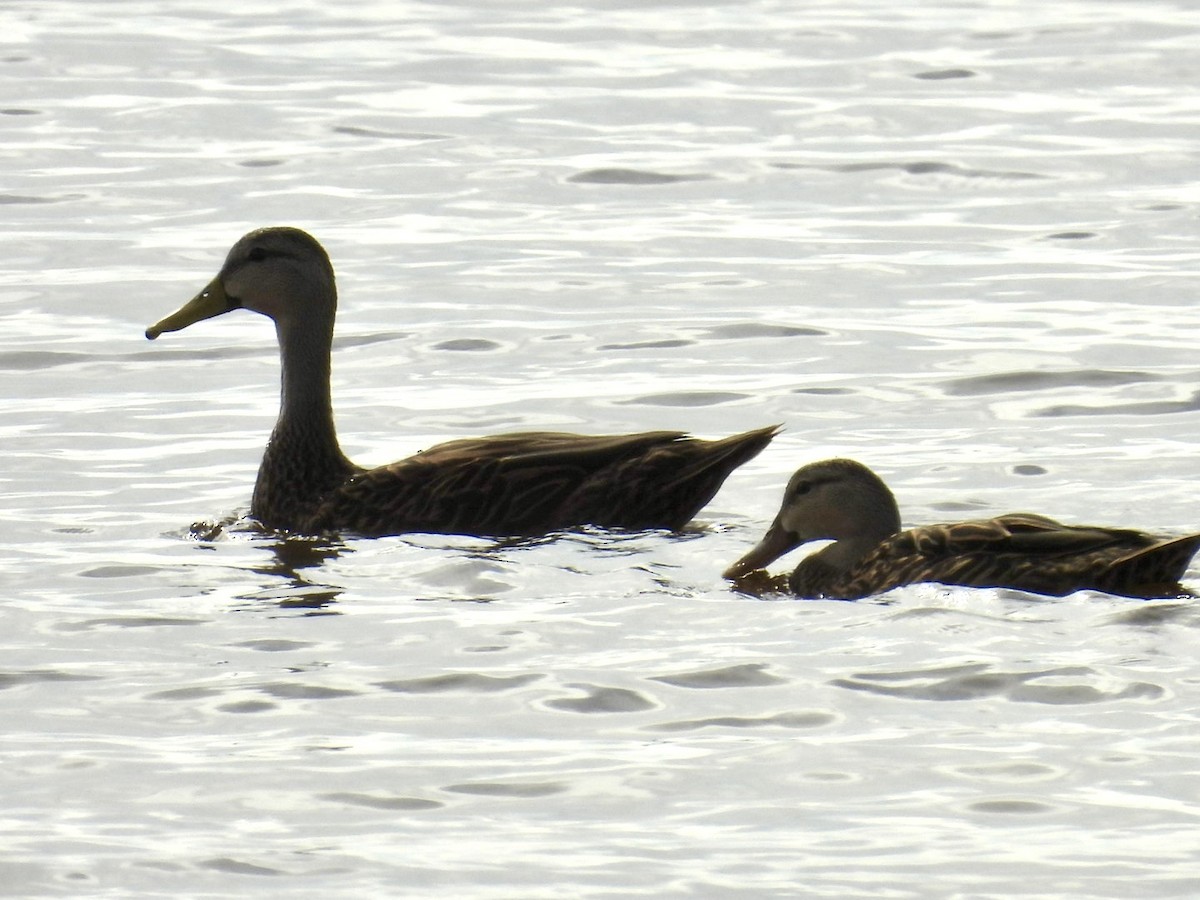 Mallard x Mottled Duck (hybrid) - ML642304216