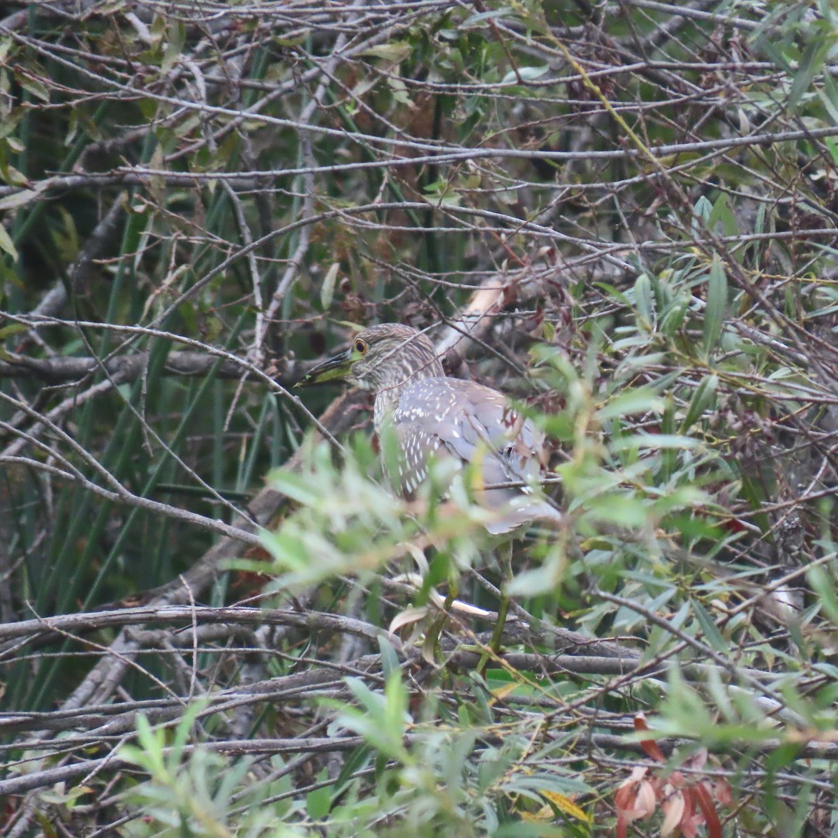 Black-crowned Night Heron - ML642304219