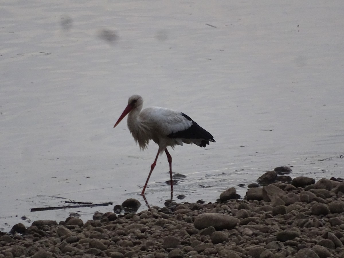 White Stork - ML642304226