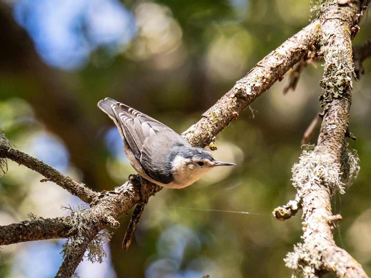 White-breasted Nuthatch - ML642304229