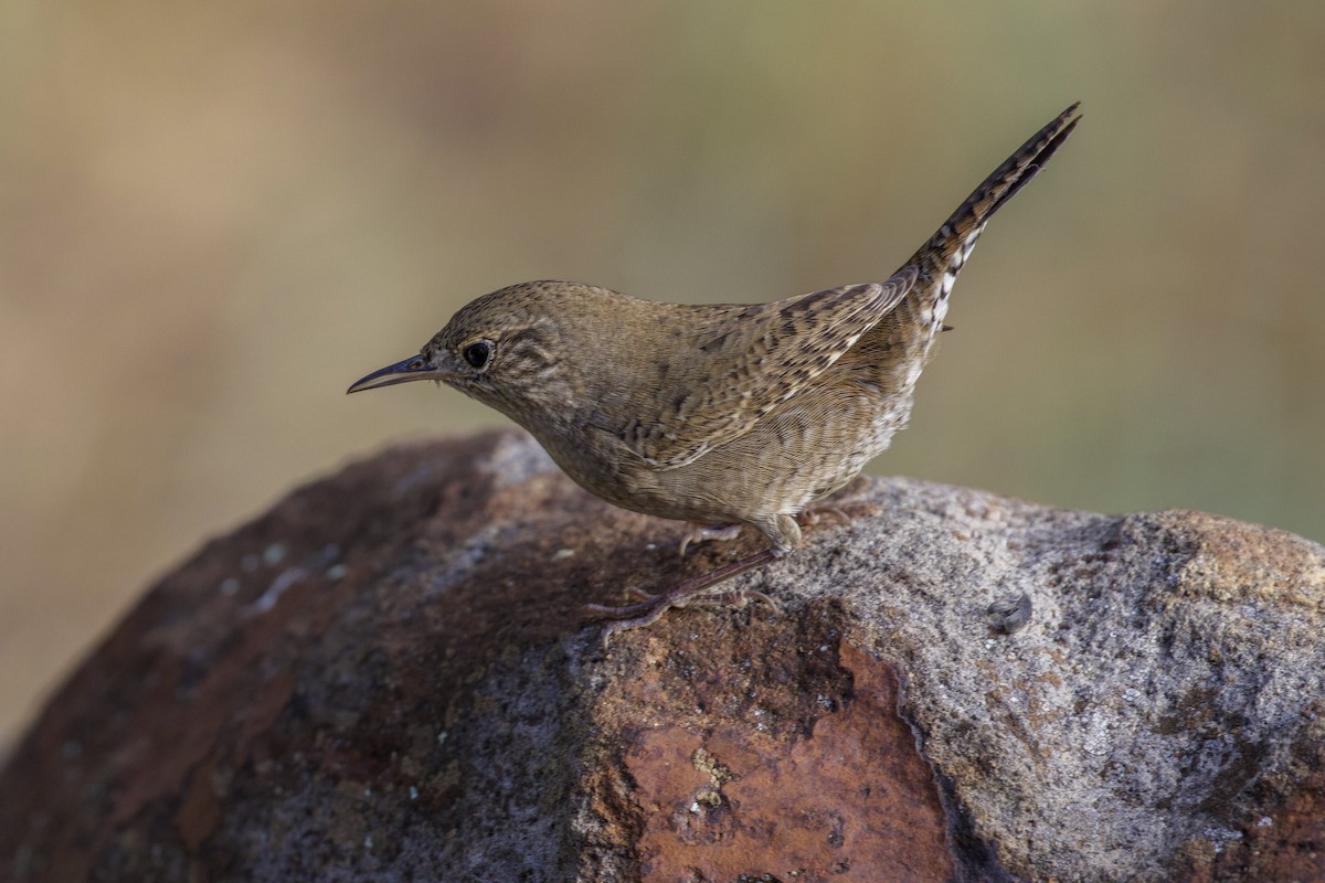Northern House Wren - ML642304230