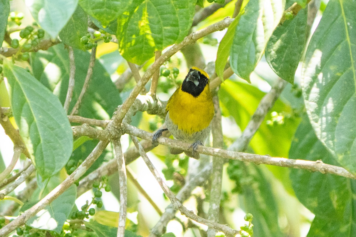 Black-faced Grosbeak - ML642304231