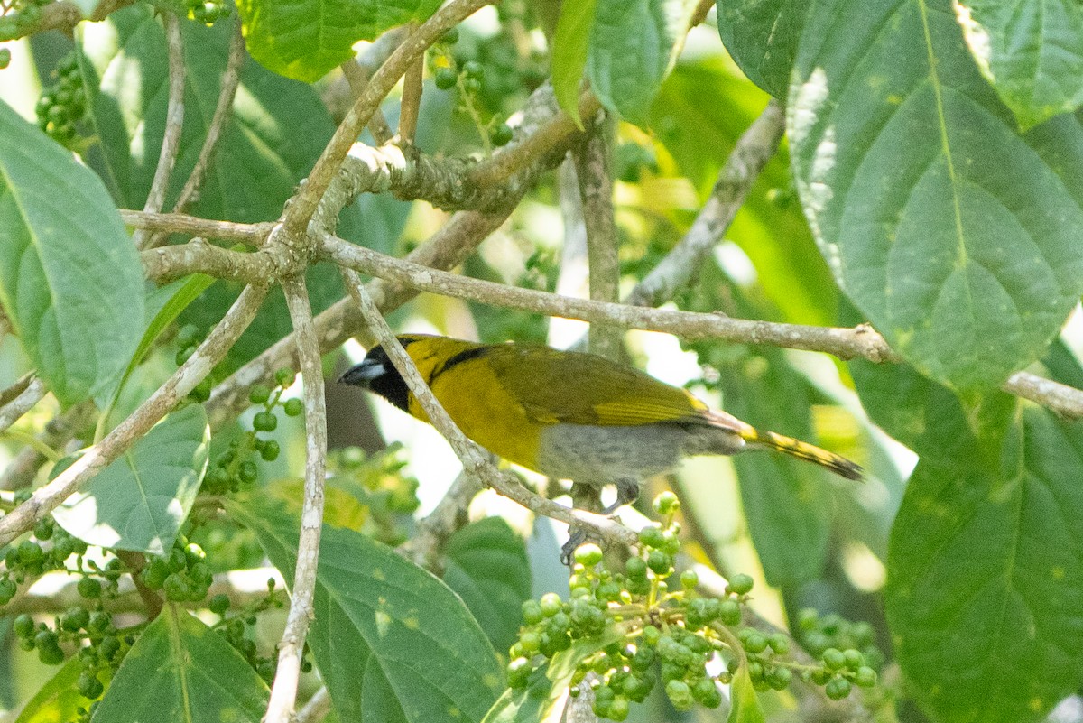 Black-faced Grosbeak - ML642304232
