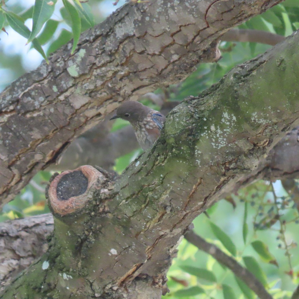 Western Bluebird - ML642304233